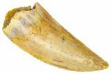 Serrated Raptor Tooth - Real Dinosaur Tooth #360995-1